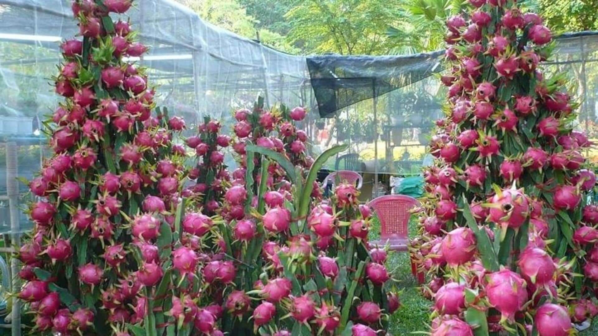 வீட்டிற்குள் டிராகன் வளர்ப்பு: ஒரு முழுமையான வழிகாட்டி
