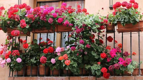 பால்கனி தோட்டம்: கிளைம்பிங் ரோஜாக்களை வளர்க்க அடிப்படை குறிப்புகள்