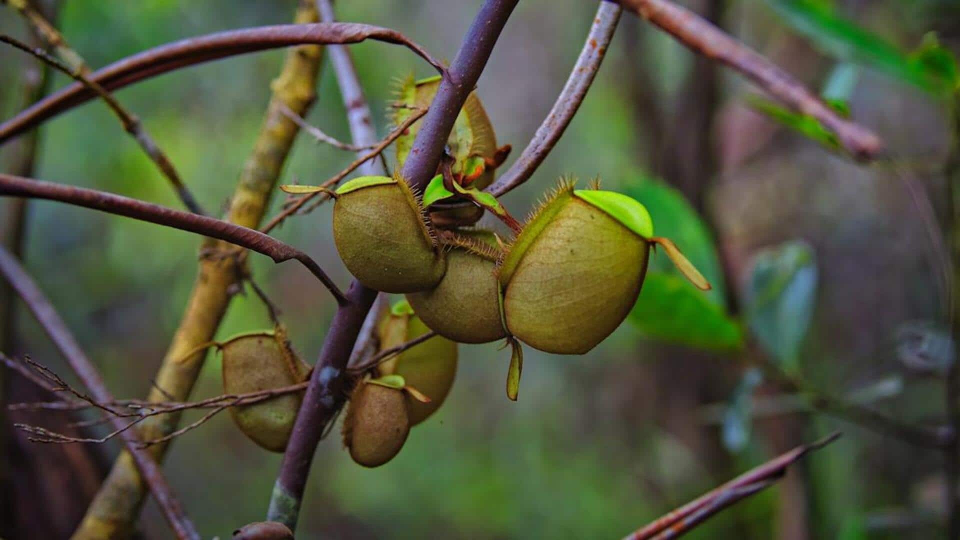 தொட்டித் தோட்டம்: ஹார்டி கிவி வளர்ப்பதற்கான அடிப்படை வழிகாட்டி