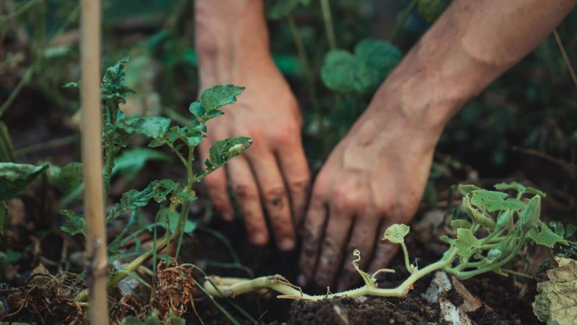 வீட்டிற்குள் வளர்க்கும் செடிகளுக்கு மழை நீரைப் பயன்படுத்துவது எப்படி?
