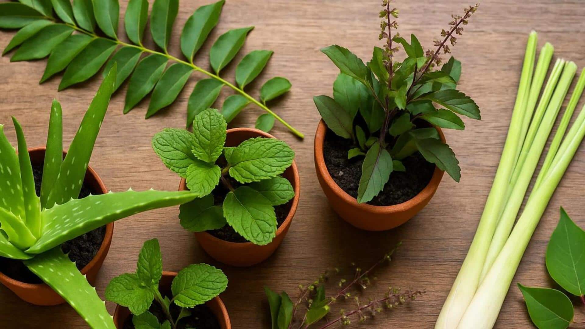 வீட்டுச் செடிகளைப் பராமரிக்க 5 வழிகள்