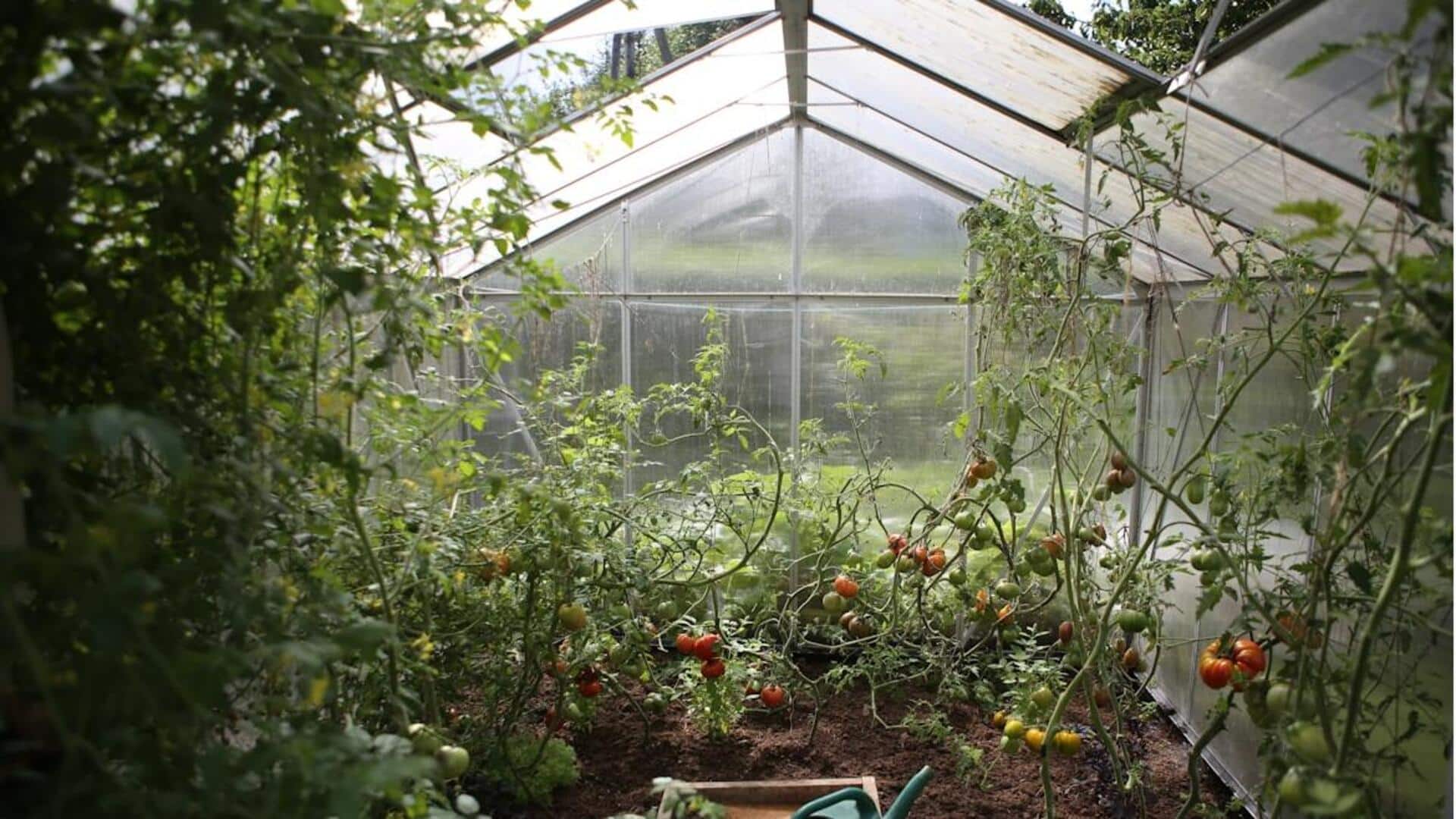 வீட்டுச் செடிகள் சூரிய ஒளியால் கருகிப்போனால் என்ன செய்வது?