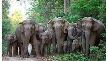 திருமூர்த்தி மலை பகுதிகளில் யானை கூட்டம் - விவசாயிகள் கவலை 