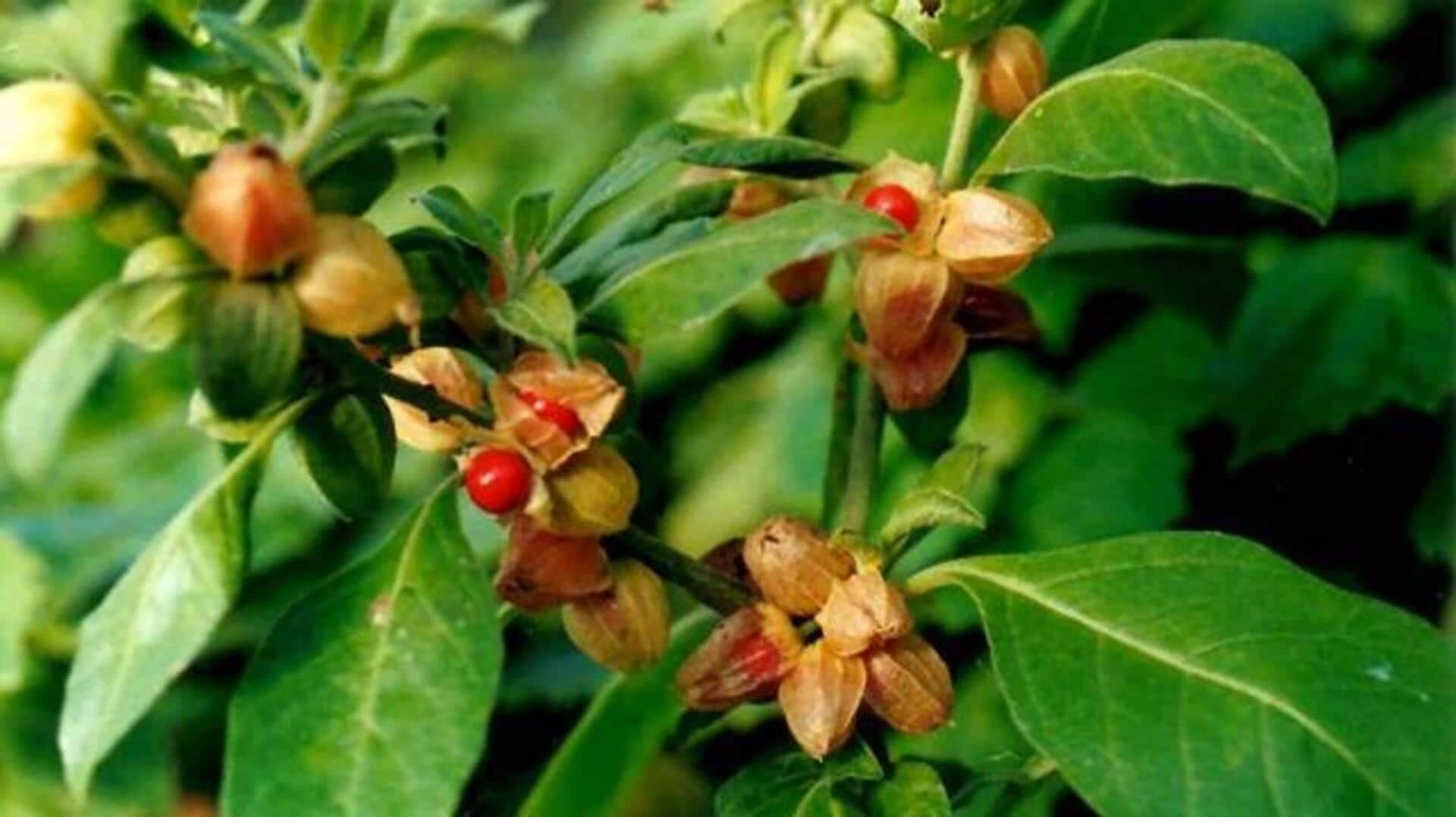 அஸ்வகந்தாவை வீட்டில் வளர்ப்பது எப்படி?