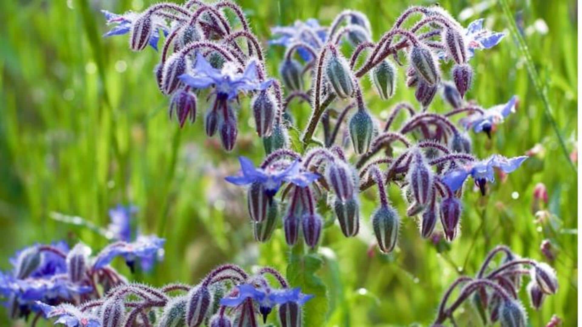 போரேஜ் மற்றும் துணைப் பயிர் சாகுபடி: தெரிந்துகொள்ள வேண்டிய 5 முக்கிய விஷயங்கள்