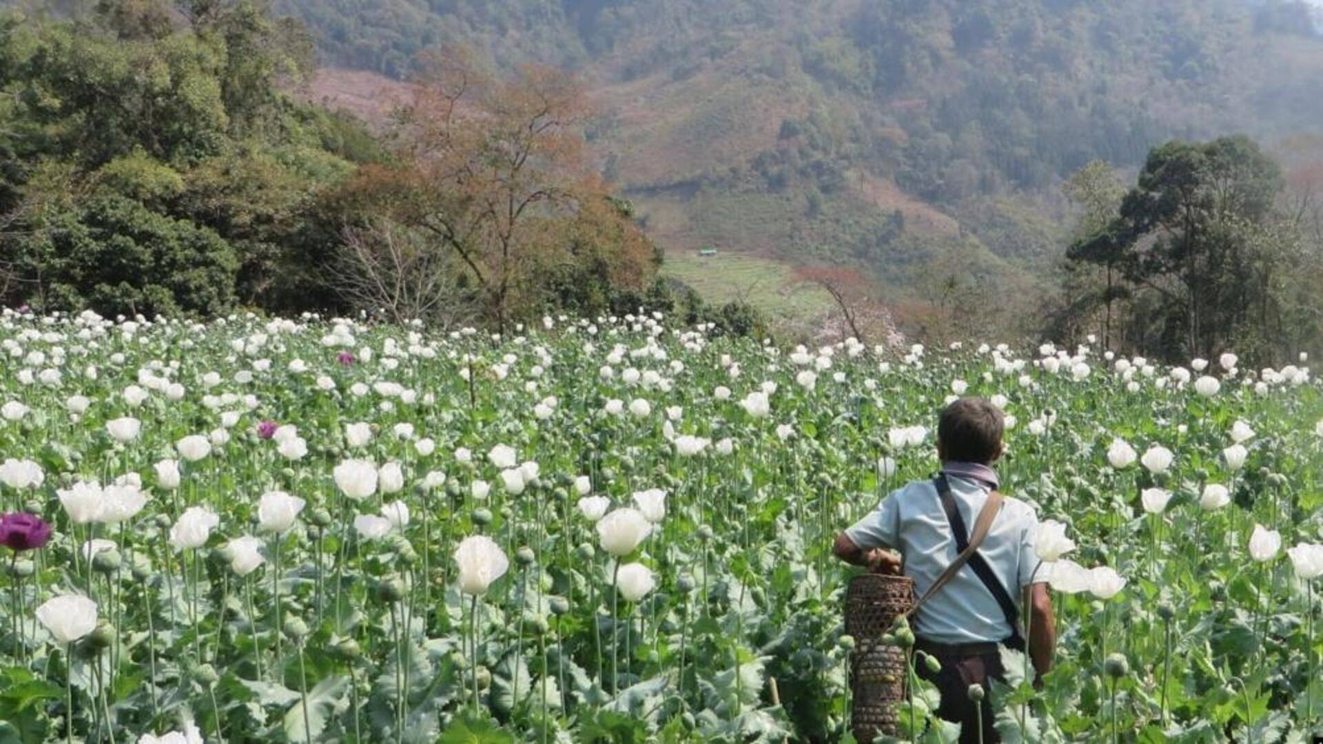 ஆப்கானிஸ்தானை பின்னுக்குத் தள்ளி அபின் உற்பத்தியில் முதலிடம் பிடித்த மியான்மர்