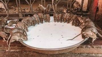 மிருகங்களை தெய்வங்களாக வணங்கும் வித்தியாசமான கோவில்கள்