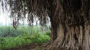 150 Years Tree: విశాఖ జూలో 150 ఏళ్ల చరిత్రకు సాక్ష్యంగా నిలిచిన మర్రి మహావృక్షం