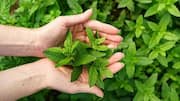 Mint leaves: పుదీనాను ఇంట్లోనే సులభంగా పెంచండిలా..