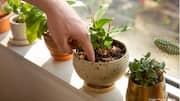 Plants: మీ కుండీలోని మొక్కకు నీళ్లు ఎక్కువయ్యాయని ఎలా తెలుసుకోవాలి?