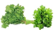 Coriander leaf : కొత్తిమీరతో అద్భుతమైన ఆరోగ్య ప్రయోజనాలు