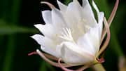 brahma kamal : ఇంట్లో బ్రహ్మజముడు పెంచాలా? ఇలా చేస్తే చాలు!