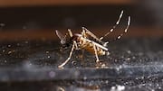 Dengue outbreak: అమెరికాలో దశాబ్దాల తర్వాత భారీ డెంగీ విజృంభణ.. అసలు కారణాలివే!