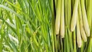Lemon grass: ఇంట్లోనే లెమన్ గ్రాస్ పెంచాలా?.. ఈ సింపుల్ టిప్స్ ఫాలో అవ్వండి!