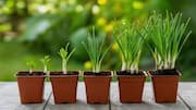 Chive plants:ఇంట్లోనే చివ్స్ మొక్క పెంచాలా? ఈ సింపుల్ చిట్కాలతో ఈజీగా సాగు చేయండి!
