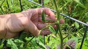 Gardening Tips : మీ మొక్కలు ఆరోగ్యంగా పెరగాలంటే 5 ప్రూనింగ్ రహస్యాలు ఇవే..