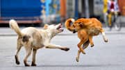 Fake Rabies: నకిలీ రేబీస్ వ్యాక్సిన్ కలకలం.. దేశవ్యాప్తంగా అధికారుల అప్రమత్తం
