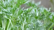 African Wormwood: ఆఫ్రికన్ వార్మ్‌వుడ్‌.. ఈ మొక్కకు ఉన్న 5 ఆశ్చర్యకరమైన ఉపయోగాలు ఇవే!