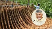 Tobacco Farmers: పొగాకు రైతులకు ఏపీ సర్కార్ గుడ్‌న్యూస్.. క్వింటాల్‌కు రూ.1,000 ప్రోత్సాహకం