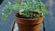 Chervil: సువాసనతో పాటు ఆరోగ్య ప్రయోజనాలు.. ఇంట్లో చెర్విల్‌ను సులభంగా పెంచే చిట్కాలు