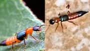 Acid Beetles: ఏపీలో ఆందోళన కలిగిస్తున్న యాసిడ్ పురుగులు.. చర్మంపై పాకితే తీవ్ర ఇబ్బందులు.. ఇవి ఎందుకు ప్రమాదకరం?