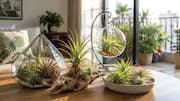 Indoor Plants: కేవలం నీటితోనే మీ ఇండోర్ ప్లాంట్స్ అందాన్ని ఎలా పెంచాలి?