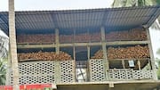 Coconut price: కొబ్బరి ధర మరింత పెరుగుతుందని అటకలపై నిల్వ చేస్తున్న రైతులు
