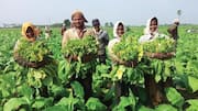 AP Govt: ఏపీ పొగాకు రైతులకు కేంద్ర-రాష్ట్ర ప్రభుత్వాల భారీ వరం.. రూ.50 వేల వడ్డీలేని రుణం!