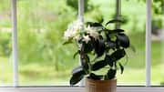Jasmine plants: ఇంట్లో మల్లె మొక్కలు పెంచాలా.. సింపుల్ టిప్స్ ఇవే!