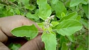 Holy Basil Leaf: తులసి ఆకులతో వంటకాలు.. ట్రై చేశారా?
