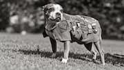 Sergeant Stubby: యుద్ధంలో సైనికులకు అండగా నిలిచిన శునకం.. స్టబ్బీకి సార్జెంట్ హోదా