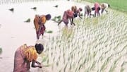Telangana: వర్షాభావ ప్రభావంతో పంటల సాగు తగ్గుదల.. వ్యవసాయ శాఖ నివేదిక 