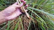Lemongrass health benefits: నిమ్మ గడ్డితో ఆరోగ్య ప్రయోజనాలు.. ఆఫ్రికన్ సంప్రదాయంలో దీనికున్న ప్రత్యేకతలివే!