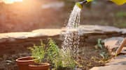 indoor gardening: ఇంట్లోనే రోజ్మేరీ పెంచుకోవచ్చు.. ఈ చిట్కాలు పాటిస్తే చాలు!