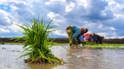 El Nino: 17 ఏళ్ల తర్వాత మళ్లీ అదే పరిస్థితి.. వర్షపాత లోటుపై ఆందోళన