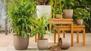 Indoor plants : ఇంట్లో మొక్కలు పెంచాలంటే ఇవే బెస్ట్.. పర్యావరణానికి మేలు చేసే ఐదు కుండీలివే!