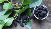African mulberry leaves: పట్టణ కాలుష్యానికి చెక్‌.. ఆఫ్రికన్ మల్బరీ ఆకులు ఎలా పనిచేస్తాయంటే?