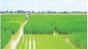 Warangal: ఉమ్మడి వరంగల్‌లో గణనీయంగా పెరిగిన వరి సాగు