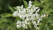 Elderflower: ఆరోగ్యానికి నేచురల్ టానిక్.. ప్రతిరోజూ ఎల్డర్‌ఫ్లవర్ ఎందుకు తీసుకోవాలో తెలుసా?