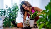 Indoor Plants: ఈ ఇండోర్ ప్లాంట్స్‌తో మీ ఇంటి అందాన్ని పెంచుకోండిలా..