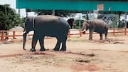 Kumki Elephants: కుంకీ ఏనుగులకు ప్రత్యేక గుర్తింపు కార్డులు