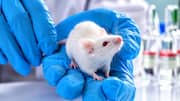 Human Brain Cells: ఎలుకల మెదళ్లలో మానవ కణాలు.. శాస్త్రవేత్తల కీలక ప్రయోగం