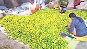 Lemon Prices : రైతులకు ఊరట.. మార్కెట్‌లో పెరిగిన నిమ్మకాయల ధర.. కేజీకి ఎంత ఉందో తెలుసా?