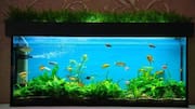 Aquarium water fertilizer : మొక్కలకు అక్వేరియం నీటిని ఎలా ఉపయోగించాలి? ఇలా చేస్తే మొక్కలు ఏపుగా పెరుగుతాయి!