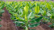 Tadipatri: తాడిపత్రిలో అరటి టిష్యూ కల్చర్ పరిశోధనా కేంద్రం ఏర్పాటు.. భూముల పరిశీలన ప్రారంభం