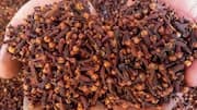 Cloves: శ్వాసకోశ ఆరోగ్యానికి లవంగాలతో చేయండిలా.. 5 అద్భుత ప్రయోజనాలివే.. 