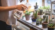 Succulent plants : సకలెంట్‌ మొక్కలు ఆరోగ్యంగా పెరగాలంటే.. ఈ 5 బేసిక్‌ టిప్స్‌ పాటించండి!