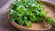 Coriander leaves: కొత్తిమీర మైక్రోగ్రీన్స్: ఇంట్లో వాటిని ఎలా పెంచాలి?