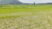 Water: ఎండిపోతున్న చెరువులు.. పొడిబారుతున్న పొలాలు