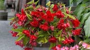Indoor Begonia Plants: ఇండోర్ బెగోనియాస్ మొక్కల సంరక్షణ ఎలా? ఈ టిప్స్‌ పాటిస్తే చక్కగా పెరుగుతాయి!